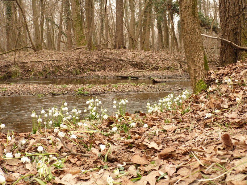 Le campan...elle di Primavera .